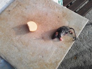 myš chycená v lepidle